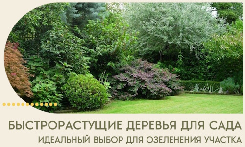 Быстрорастущие деревья для сада идеальный выбор в Березниках