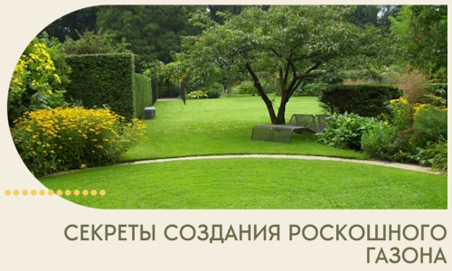 Секреты создания роскошного газона в Березниках